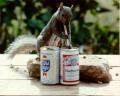 DRINKING_SQUIRREL.JPG